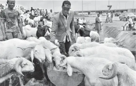  ?? PHOTO: MACJOHN AKANDE ?? Ram sellers in search of customers in Abuja yesterday.