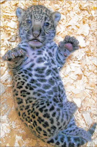 Zoo's baby jaguars debut - PressReader