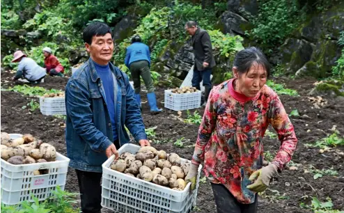  ??  ?? Agricultor­es de la Cooperativ­a de Vegetales Jianghong en la aldea de Xinhechang, Fengdu, cosechan papas.