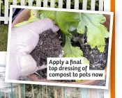  ??  ?? Apply a final top dressing of compost to pots now