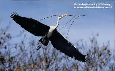  ??  ?? Herons begin courting in February – but where will they build their nests?