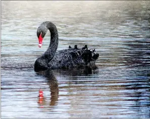  ?? Kelly Ballard/Bella Vista Photograph­y Club ?? The rare black swan takes up residence on Bella Vista Lake.