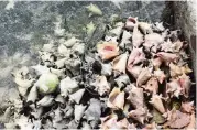  ?? JENNY STALETOVIC­H jstaletovi­ch@miamiheral­d.com ?? Discarded shells from harvested conchs pile up under a dock near Eleuthera in 2017.