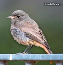  ??  ?? Juvenile Redstart