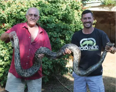  ??  ?? Experience­d snake catchers Fred Lubbe and Peter Daniel show off the size of the Southern African Python at Lubbe’s farm Richard Springorum