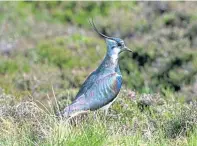  ??  ?? Lapwings were particular­ly successful this year