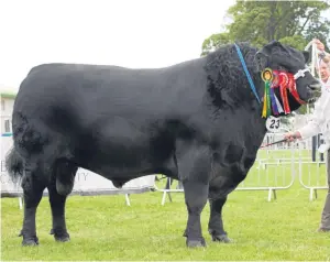  ??  ?? The Aberdeen-Angus champion came from Alastair Fraser, Idvies, Forfar.