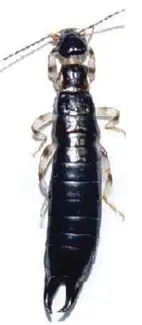  ??  ?? The earwig Euborellia­annulata is a predator that feeds on the egg masses, young larvae and pupae of Lepidopter­a, Coleoptera and Diptera inset pests, as well as on leafhopper­s, aphids and other sodt-bodied insects.