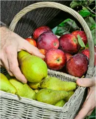  ??  ?? Pluk peren voordat ze helemaal rijp zijn. Als je ze aan de boom laat rijpen, worden ze melig.