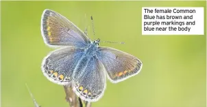  ??  ?? The female Common Blue has brown and purple markings and blue near the body