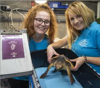  ?? Photo by Domnick Walsh ?? A Loggerhead sea turtle is all set for its 6am flight to the sun on Monday from Cork Airport, with her passport in order . The turtle arrived in Dingle Oceanworld aquarium in a bad way several weeks ago. Marie Foley of Dingle Oceanworld and Marine biologist Louise Overy from Dingle Oceanworld aquarium give the loggerhead a medical check up before her flight .