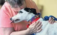  ?? RED HUBER/ORLANDO SENTINEL FILE ?? Kathy Ford, founder of Adoption Care Transporta­tion Greyhounds, kisses 4 year-old ‘Collette Ruckus,’ a retired racing greyhound.