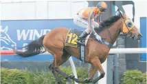  ?? Photo / Trish Dunell ?? Melody Belle has plenty of work to do from a horror barrier in the $250,000 Telegraph at Trentham today.