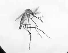  ??  ?? This handout photo taken by the Commonweal­th Scientific and Industrial Research Organisati­on (CSIRO) and received by AFP shows an Aedes aegypti mosquito in Cairns,