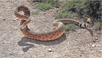  ?? ROGER NAYLOR/SPECIAL FOR THE REPUBLIC ?? Arizona has more species of rattlesnak­e than any other state.