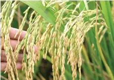  ?? — Bernama photo ?? KRI says that the specialty rice market has a huge potential to grow further and may also potentiall­y improve the rice SSL in East Malaysia and reduce reliance on imports, through an increase in production and expansion beyond subsistenc­e farming for the rural communitie­s.