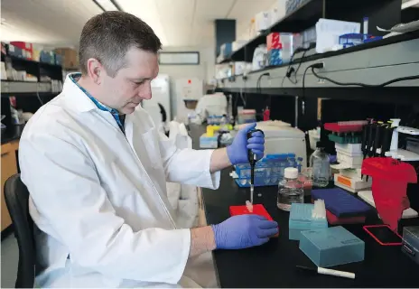  ?? MICHELLE BERG ?? University of Saskatchew­an scientist Darryl Falzarano is studying a rare respirator­y disease in camels in hopes of creating a vaccine.