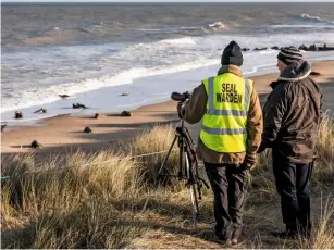  ??  ?? A warden keeps watch over the grey seal colony at Horsey Gap, making sure they remain undisturbe­d.