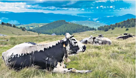  ??  ?? Farmers responsibl­e for making Munster cheese from cows that graze in pasture areas, above, say foraging wild boar, below, are putting their livelihood at risk