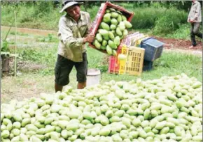  ?? HENG CHIVOAN ?? A farmer collects harvested mangoes in Kandal province in 2013.