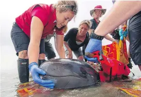  ??  ?? Chester the false killer whale is shown being rescued on Chesterman Beach in Tofino in July 2014. — THE CANADIAN PRESS FILES