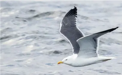  ??  ?? ●● Lesser black-backed gull in flight