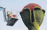  ?? PHOTO: REUTERS ?? A worker sets up a flower installati­on at the venue for the China Internatio­nal Import Expo (CIIE) in Shanghai which starts this week.