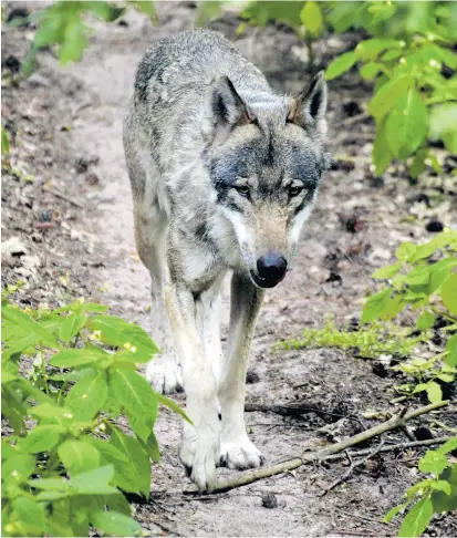  ??  ?? Der Wolf ist auch in Österreich wieder heimisch. Das führt unweigerli­ch zu Konflikten in unserer Kulturland­schaft, und die müssen mit Bedacht gemanagt werden.