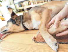  ?? FOTO: DPA ?? Wer seinen Hund zur Beruhigung sanft massiert, stärkt mitunter auch das Vertrauen des Vierbeiner­s.