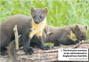  ?? Picture: Mark Hamblin/PA ?? The first pine martens to be reintroduc­ed to England have had kits