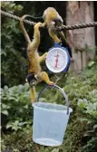  ?? AP ?? Squirrel monkeys are weighed during London Zoo’s annual weigh in on Thursday