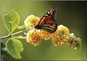  ?? VERN FISHER — MONTEREY HERALD ?? A Monarch Butterfly at the Monarch Butterfly Sanctuary in Pacific Grove on Monday, November 20, 2017.