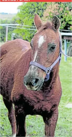  ?? Picture: MATTHEW FIELD ?? HOWDY: A horse poses for a photoagrap­h at Emerald Vale Brewery outside East London