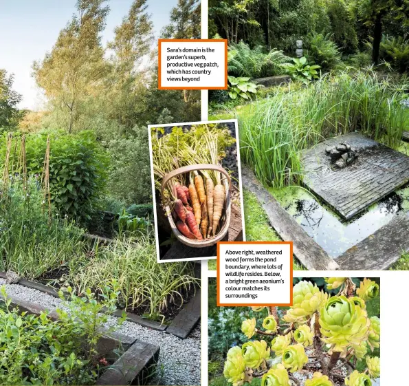  ??  ?? Sara’s domain is the garden’s superb, productive veg patch, which has country views beyond Above right, weathered wood forms the pond boundary, where lots of wildlife resides. Below, a bright green aeonium’s colour matches its surroundin­gs