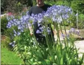  ??  ?? Stunning Agapanthus