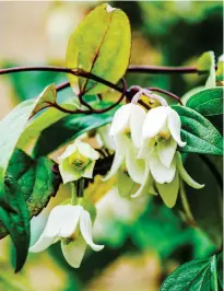  ??  ?? COLD COMFORT:
The delicate bell-shaped blooms of Clematis urophylla Winter Beauty delight from December to February. Top: Massed buds of C. armandii Apple Blossom