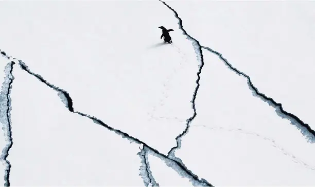  ??  ?? Above / Arriba: More than a third of the Adélie penguins call the Ross Sea home.
Más de un tercio de los pingüinos Adelia viven en el Mar de Ross.
Right Page/ Página derecha: Killer whales surface as they pass an iceberg in the Ross Sea, where 50 percent of the world’s population of this animal is found.
Orcas emergen mientras pasan cerca de un iceberg en el Mar de Ross, donde se encuentra el 50 por ciento de la población mundial de este animal.