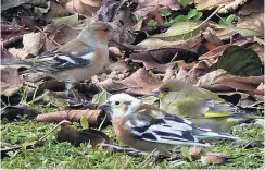  ?? PHOTO: JIM FRASER ?? The overwhelmi­ng view is this cute little bird is not the thoughttob­e extinct New Zealand snowbird but a young albino chaffinch.