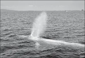  ?? AP ?? A great blue whale surfaces in Pacific Ocean waters near Long Beach, Calif., in 2014. The huge cetaceans can eat up to 2 tons of food in a day.