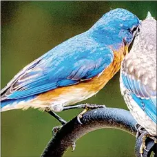  ?? Photo courtesy of Gary Frigon ?? The Bella Vista Bluebird Society website is a good source of informatio­n and photos of bluebirds.