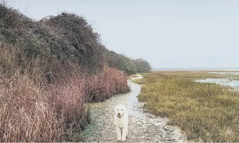  ?? ?? John and Jean, of Coastal JJ, took this photo of their dog Pebble at an overcast, grey and damp Pagham Harbour