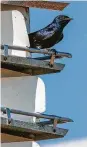  ?? Kathy Adams Clark / Contributo­r ?? Purple martins are arriving in the area to scout for suitable colonial nest boxes.