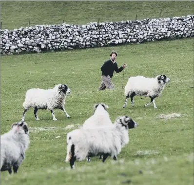  ?? PICTURE: BRUCE ROLLINSON.. ?? HEART OF THE COMMUNITY: Neil Heseltine and his Swaledale sheep on the hills above Malham.