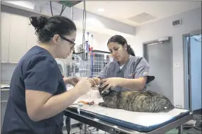  ?? DUSTIN BROWN ?? This March 10, 2020 photo shows a pet being examined at the ASPCA Community Veterinary Center in the Bronx borough of New York. Animal welfare organizati­ons are increasing their efforts to help people affected financiall­y by the pandemic care for their pets.