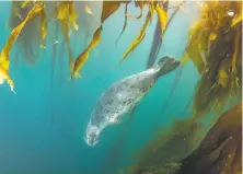  ?? Jon Anderson 2020 ?? A harbor seal swims through a kelp forest near Fort Bragg, where business has been hurt by the loss of kelp.