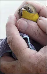  ?? Special to the Democrat-Gazette/JERRY BUTLER ?? This common yellow-throat is held securely just before its release, having been saved from hurting itself inside a motel lobby in Blythevill­e.