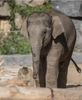  ?? FOTO PAIRI DAIZA ?? Pairi Daiza hoopt olifantenb­ulletje Ta Wan over enkele jaren weer naar Azië te kunnen brengen.