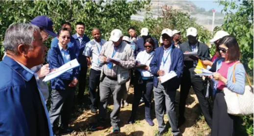  ??  ?? African agricultur­al officials visit a pear growing base in Shanxi Province