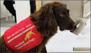  ??  ?? Dog at work: Kizzy the spaniel sniffs a sample to see if she can detect cancer