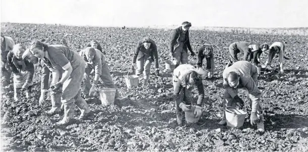  ??  ?? BACK-BREAKING WORK: Hand-picking tatties in the farmers’ fields was tough but the camaraderi­e was good and extra money always welcome.